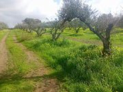 Platanos Kreta, Platanos Ein Grundstück mit Charakter und Geschichte Grundstück kaufen